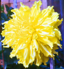 Dahlia ' H.M. QUEEN ELIZABETH '  (G.D.)    Stredwick  UK  1942     (DS. 00695)  (NDS)